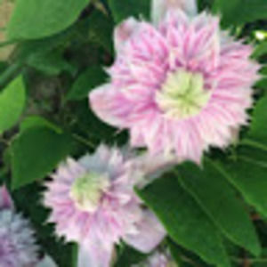 Meet your Posher, Holden